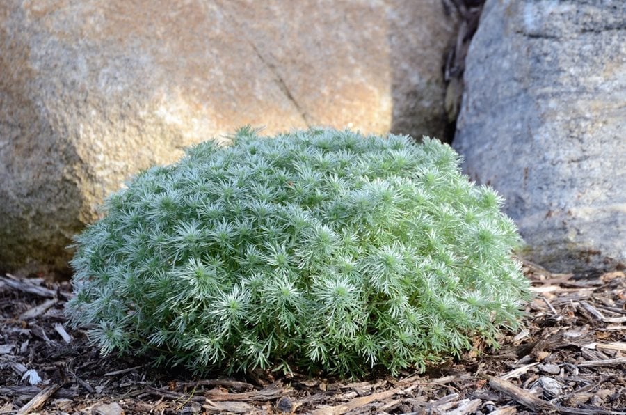 Image of Bee balm silver mound artemisia companion plant