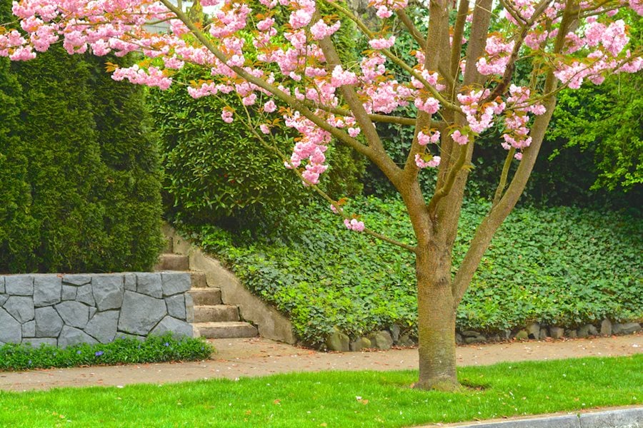 How to Landscape a Steep Slope on a Budget