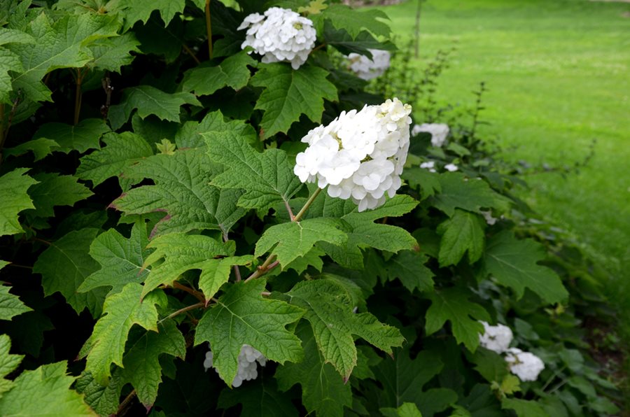 thumbnail image 2 of 50 White Hydrangea Seeds (Hydrangea Quercifolia) – Perennial Flower Bush For Hedges, Shrubs – Easy To Grow 2 of 4