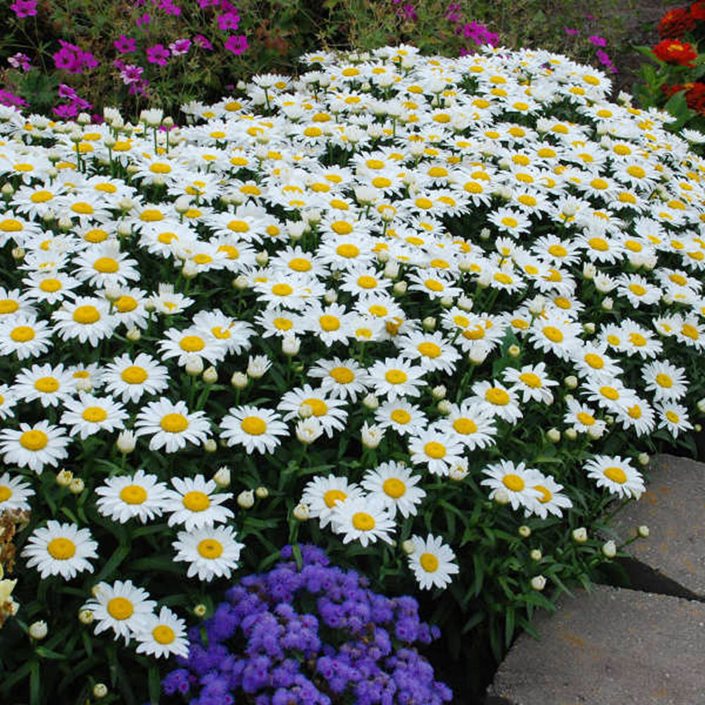How To Grow And Care For Shasta Daisies