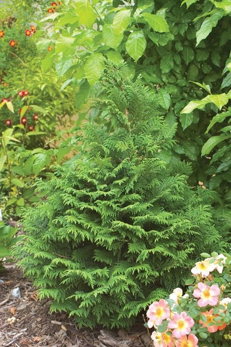 Image of False cypress evergreen shrub