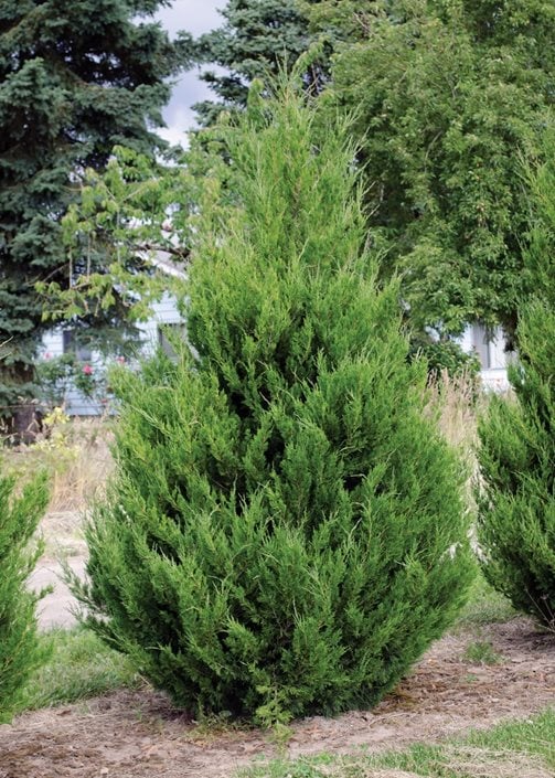 Dwarf Upright Juniper Shrubs