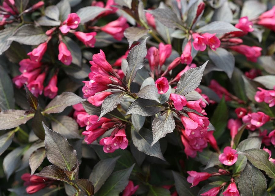 Image of Weigela flowering shrub