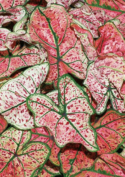 Plants, Seeds & Bulbs Home & Garden Colocasia Elephant Ear Bulbs