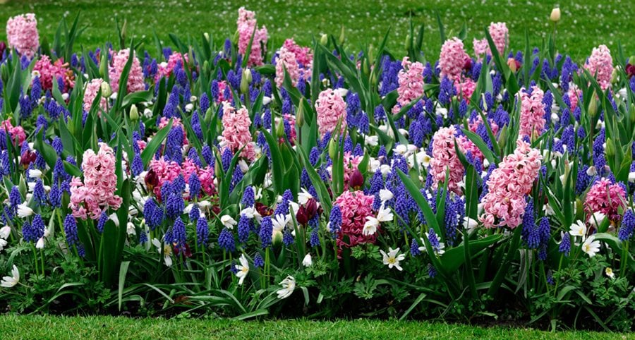 spring-border-hyacinth-flowers-alamy-stock-photo_12402.jpg