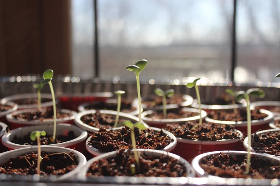 Starting Seeds Indoors for Your Vegetable & Flower Garden