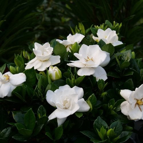 https://www.gardendesign.com/pictures/images/900x705Max/site_3/steady-as-she-goes-gardenia-gardenia-jasminoides-proven-winners_16970.jpg