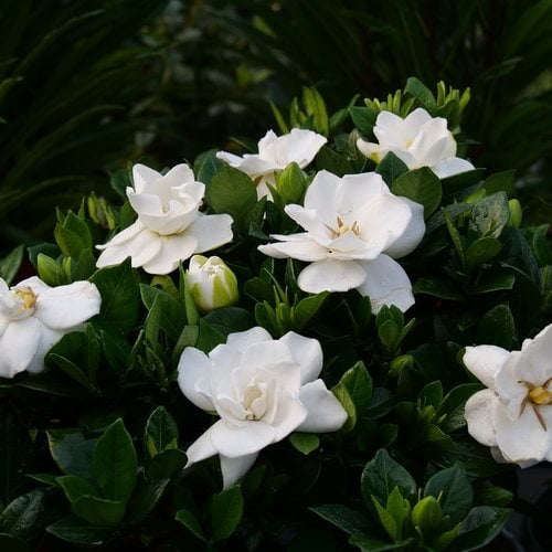 Carretilla Crítica microondas Growing Gardenias: How to Care for Gardenia Plants | Garden Design