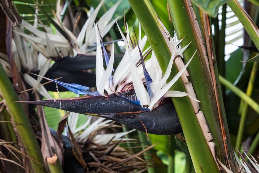 Bird of Paradise Plant: A Beautiful Plant with Low Human Toxicity