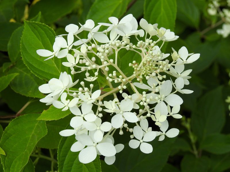 how to grow viburnum shrubs garden design