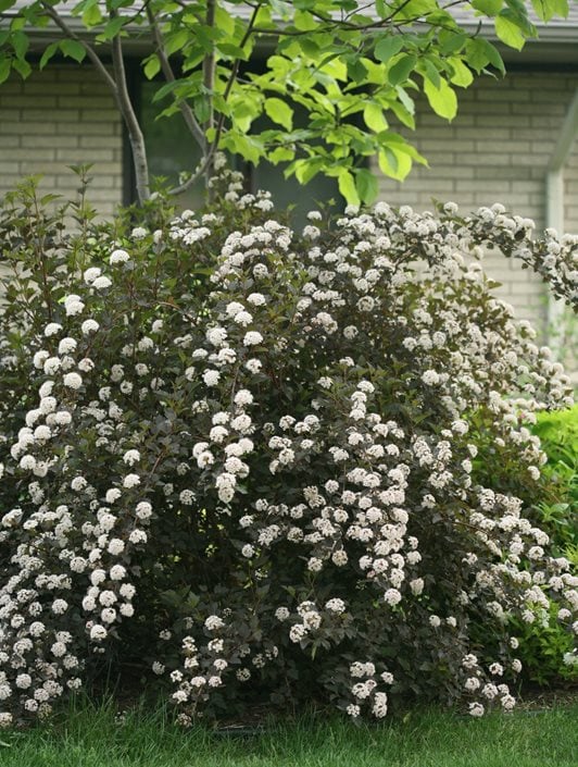 Image of Physocarpus opulifolius Summer Wine shrub as a hedge