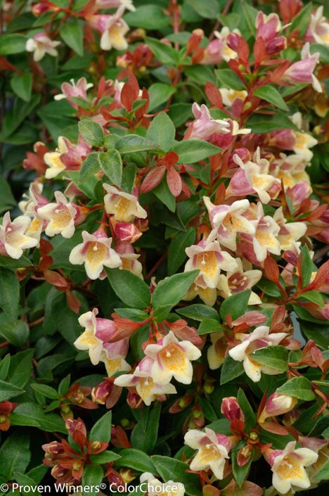 Growing Abelia – How to Plant and Care for Glossy Abelia Plants ...