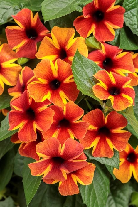 Climbing black cheap eyed susan