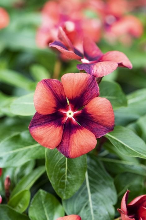 Growing Annual Vinca Flowers Garden Design