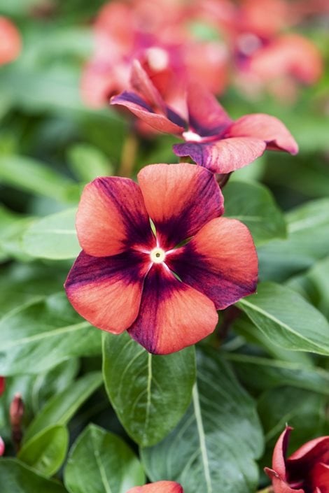 Growing Annual Vinca Flowers  Garden Design