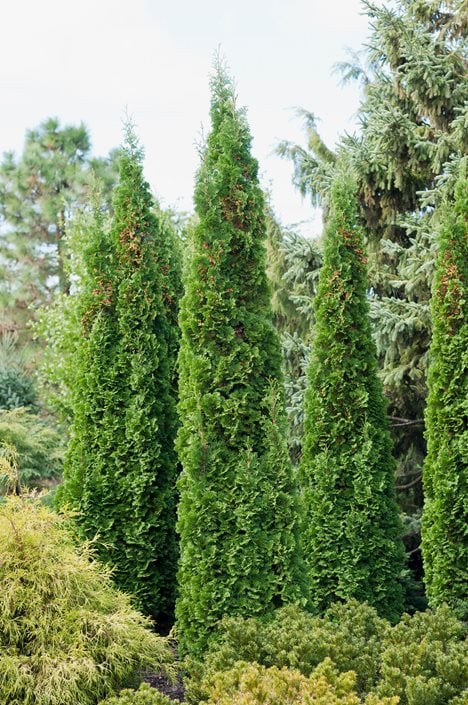 Arborvitae Size Chart