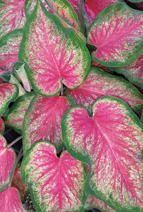 How to Grow Elephant Ears - Care Tips for Elephant Ear Plants | Garden