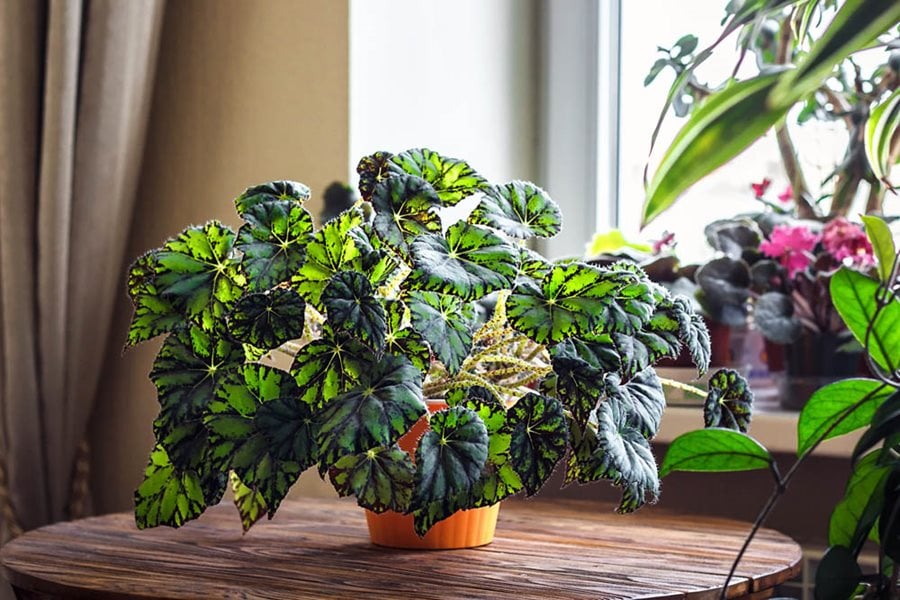 How to Grow Begonia Plants (10+ Care Tips) | Garden Design