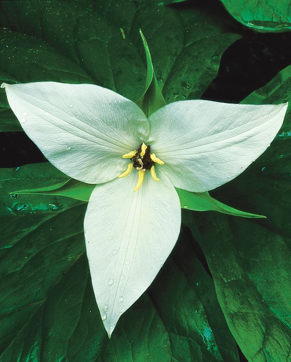 trillium-simile-sweet-white-trillium-che