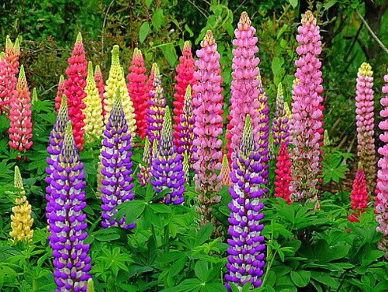 Lupine Flowers Everything You Should Know Before Planting