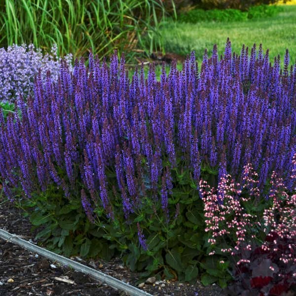 Image of Salvia full sun flowers