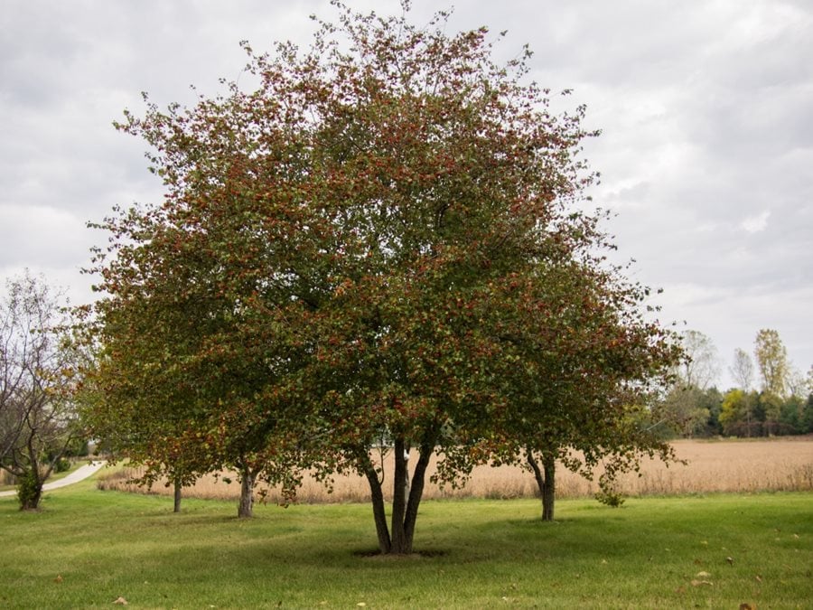 Downy Hawthorn Tree Seeds