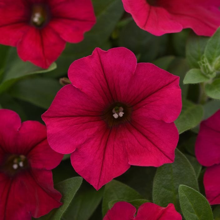 Wave Petunia Color Chart