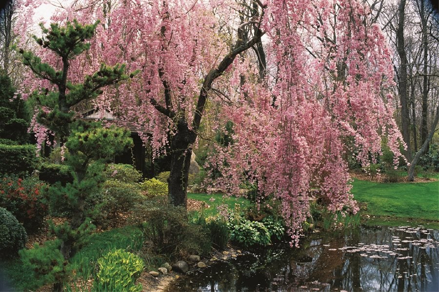 Flowering Cherry Trees Grow An Ornamental Cherry Blossom