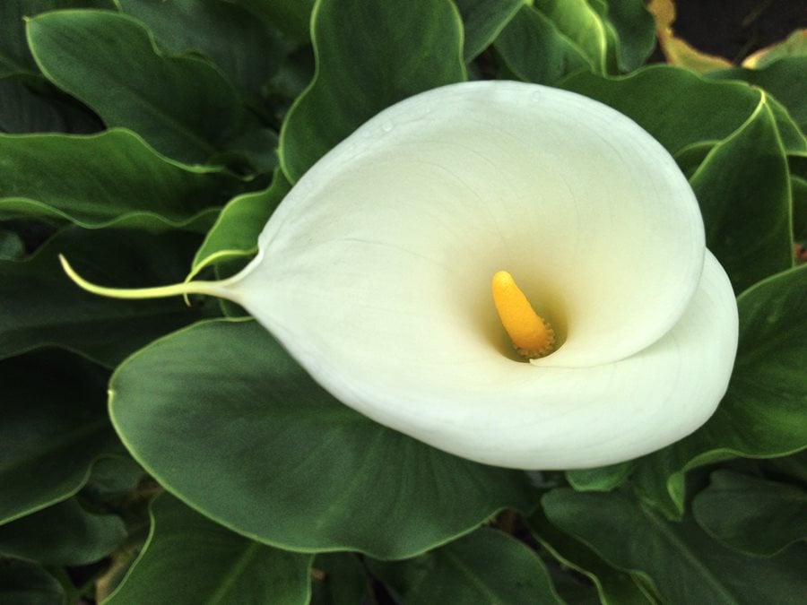 Growing Lilies - How to Plant & Care for Lily Flowers | Garden Design