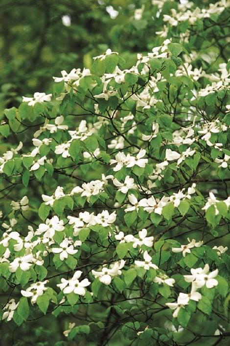 Dogwood Trees: Planting, Care and Facts | Garden Design