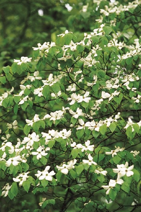 Image of Dogwood plant