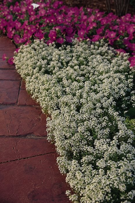 – Plant & Care for Sweet Alyssum Flowers | Garden