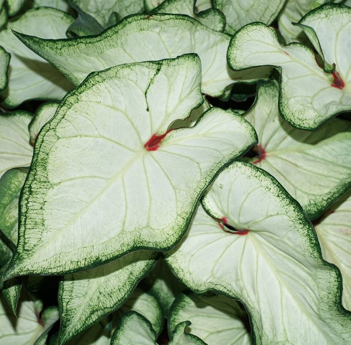 Would it be okay to use plant Velcro my Elephant Ear to stop the dropping?  : r/houseplants