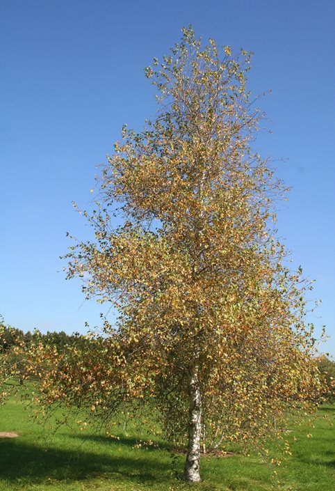 Birch Trees: Planting & Caring for Birches