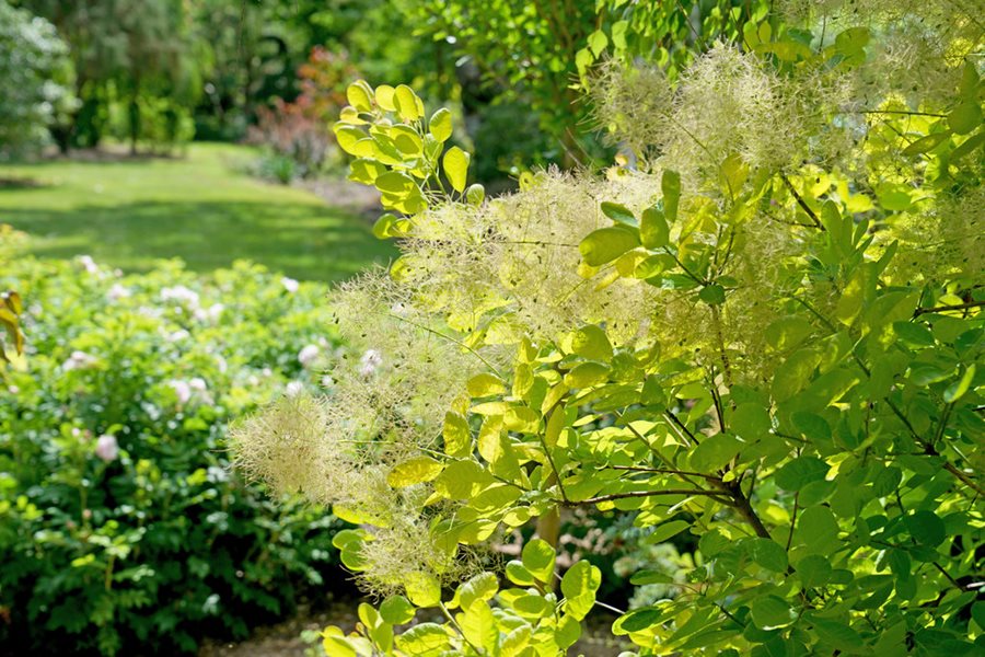 Image of Ornamental grasses smoke bush companion plant