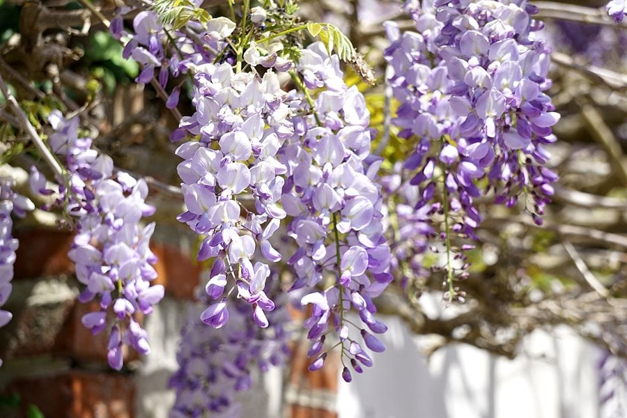 Purple Metallic Blossom Creeper from TUK