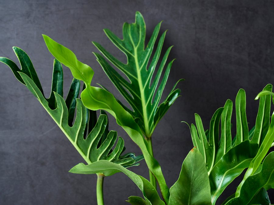 Philodendron Plant, Grow & Care For These Tropical