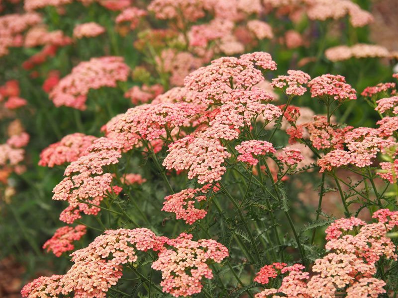 Yarrow Plants – Growing Yarrow Flowers  Garden Design