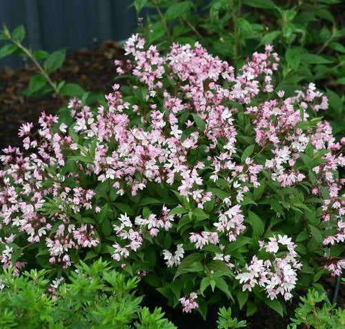 Image of Fuzzy deutzia plant with pink flowers