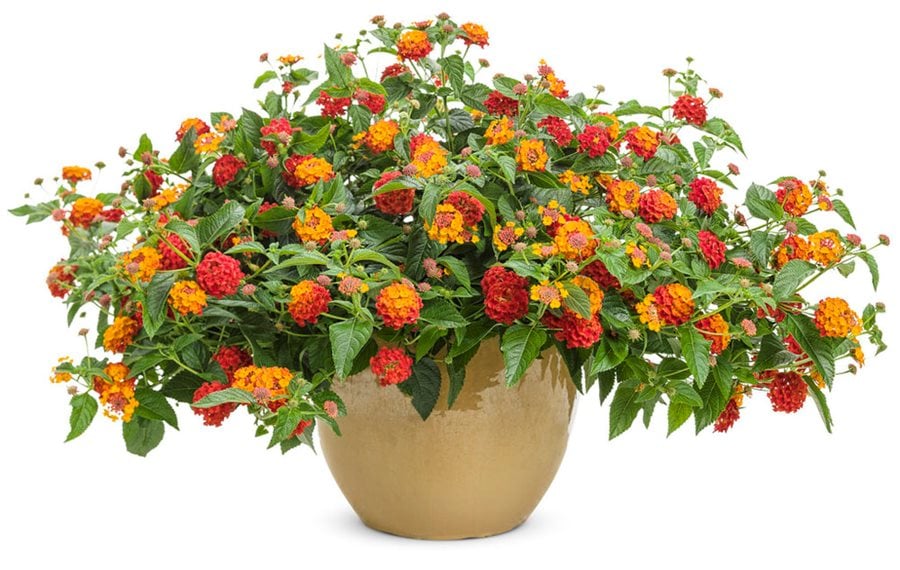 Image of Lantana summer plant