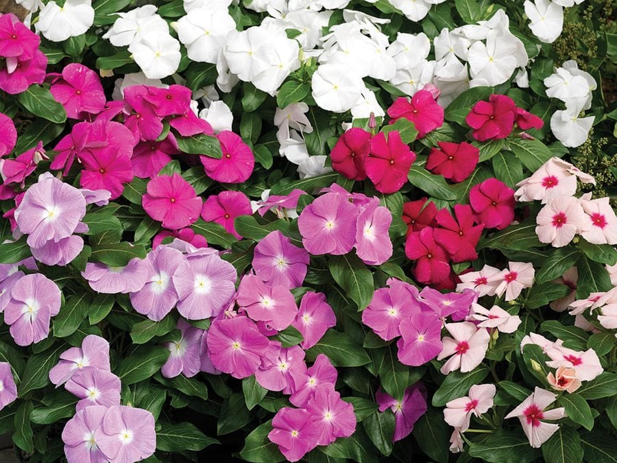 Image of Vinca plant