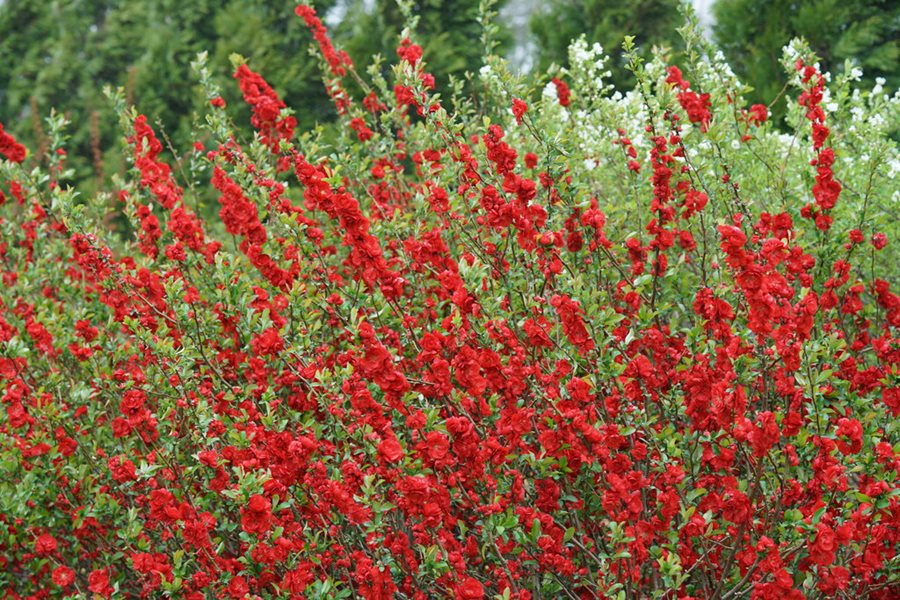 Image of Flowering quince flowering bush