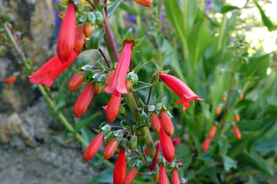 PENSTEMON HARDY PERENNIAL PLANT SEEDS TWO TYPES TO CHOOSE
