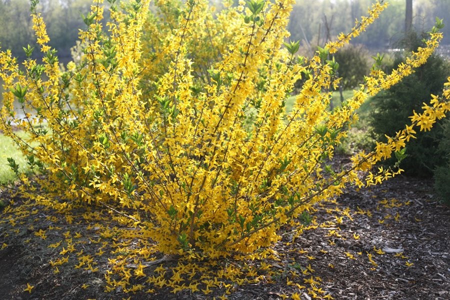 Forsythia Bush Care Growing Guide | Design