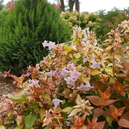 Image of Abelia mosanensis massed on slope