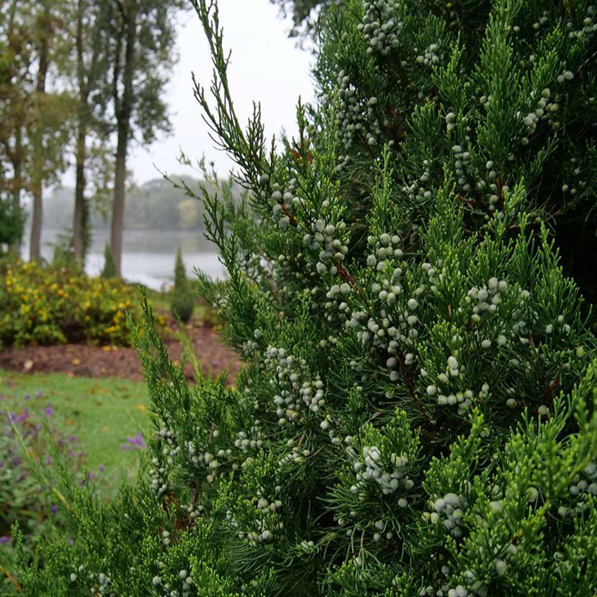 How to Grow & Care for Juniper Shrubs & Trees Garden Design