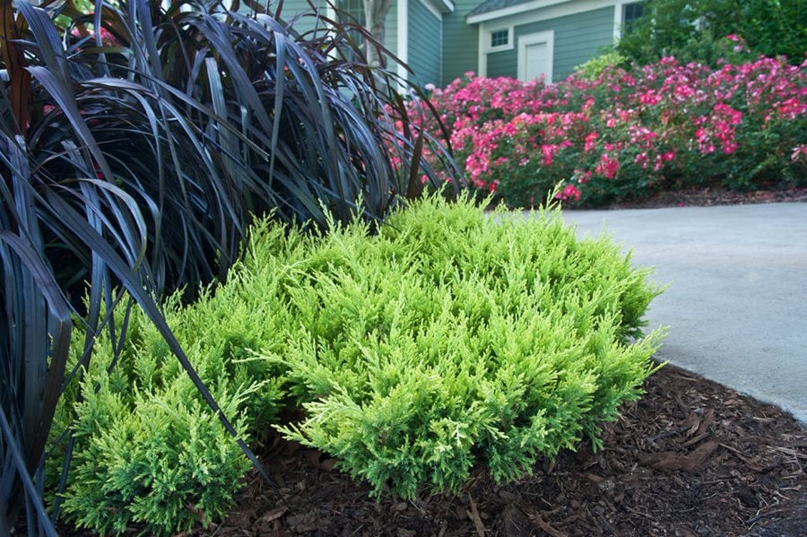 Juniper Shrubs Trees