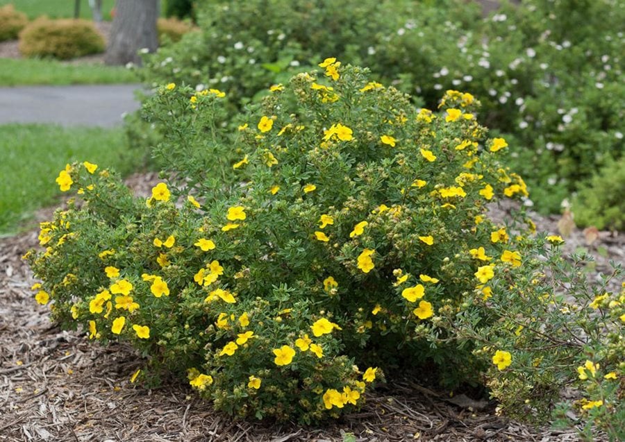 Image of Potentilla flowering shrub