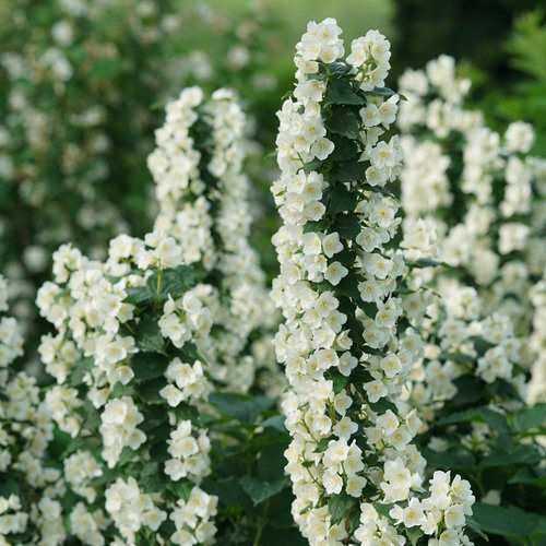 Image of Mock orange summer-blooming bushes