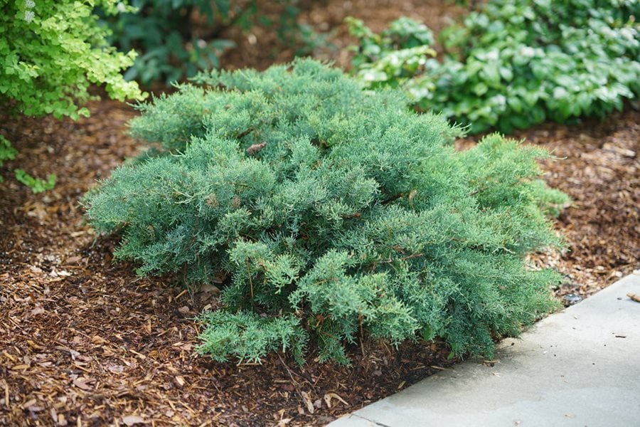 Image of Juniper evergreen shrub